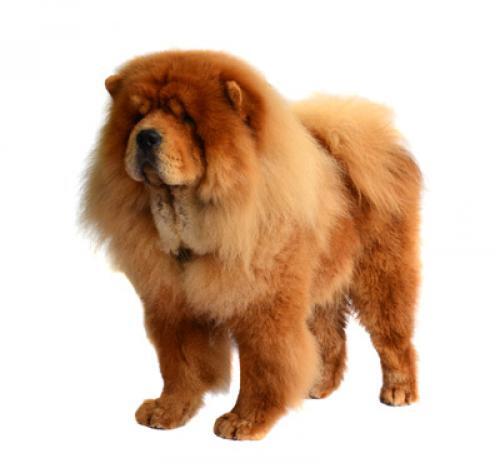 Ruwharige chowchow