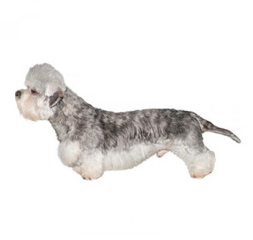 Dandie Dinmont Terrier