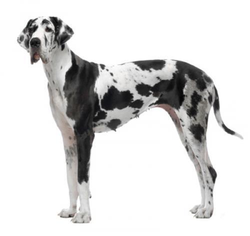 Duitse dog
