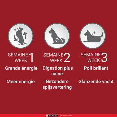 De voordelen van PURINA ONE® hondenvoeding in 3 weken