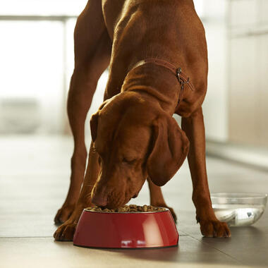 Grote bruine hond eet Purina ONE hondenbrokken uit een rood bakje