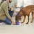 Volwassen hond die droog hondenvoeding eet