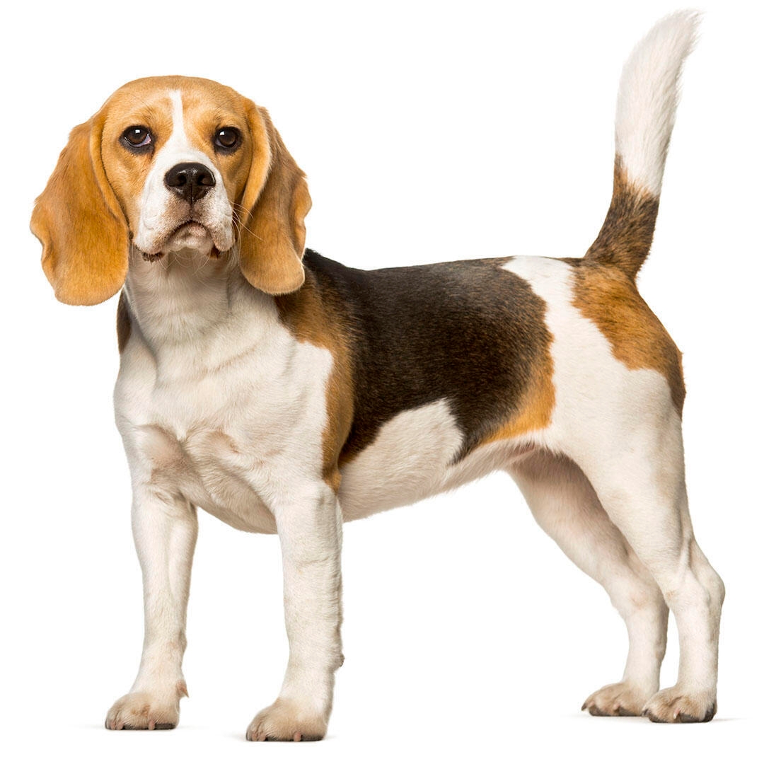 Race de chien Beagle