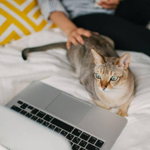 Une femme regarde un film sur son ordinateur portable avec son animal de compagnie - Chat asiatique