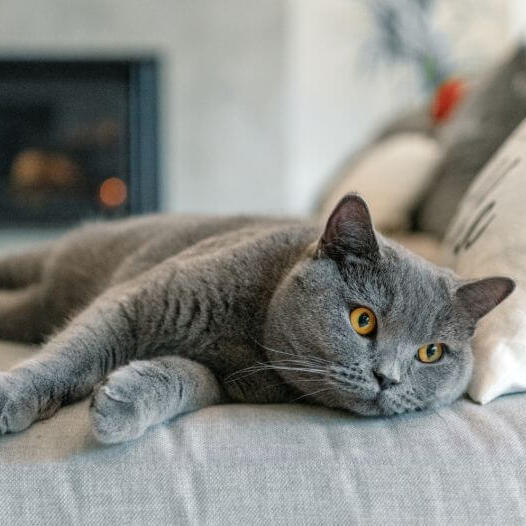 Le chat British Shorthair fait une sieste sur le canapé