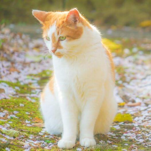Japanse Bobtail langharige kat loopt in het park