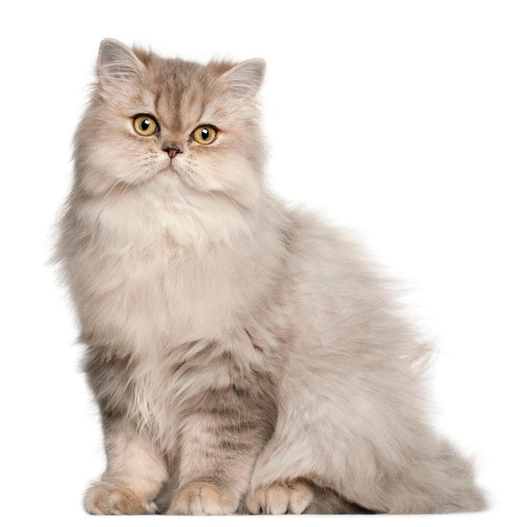 Perzisch langharig kattenras
