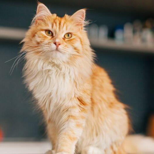 Le chat persan aux cheveux longs est debout dans la cuisine