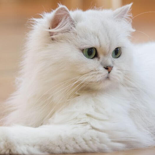 Perzische langharige kat ligt op de grond