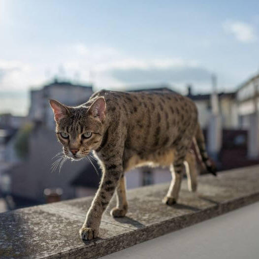 Le chat Savannah marche sur le balcon