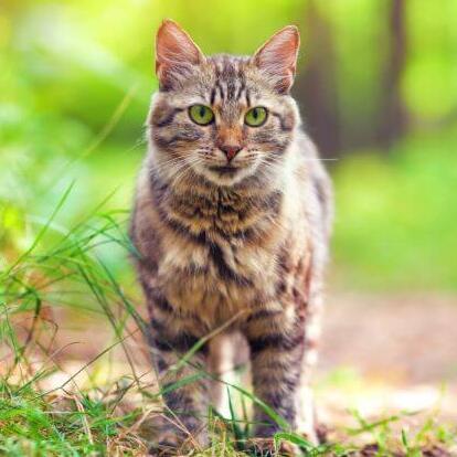 Le chat des forêts sibériennes marche dans le bois