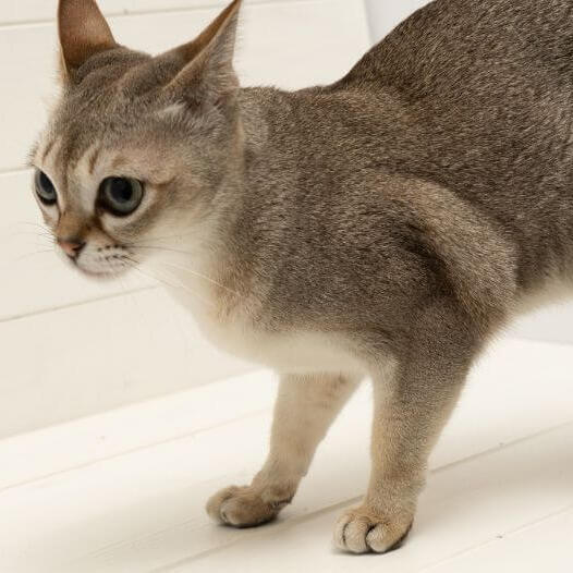 Le chat de Singapour regarde la souris et veut jouer