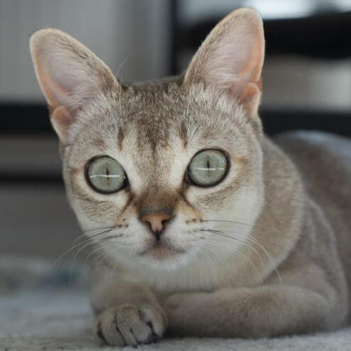 De Singapura-kat kijkt naar de muis en wil spelen