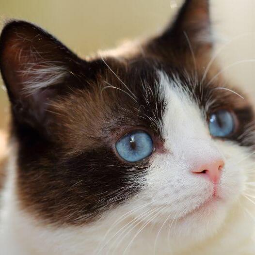 Le chat raquette aux yeux bleus regarde attentivement