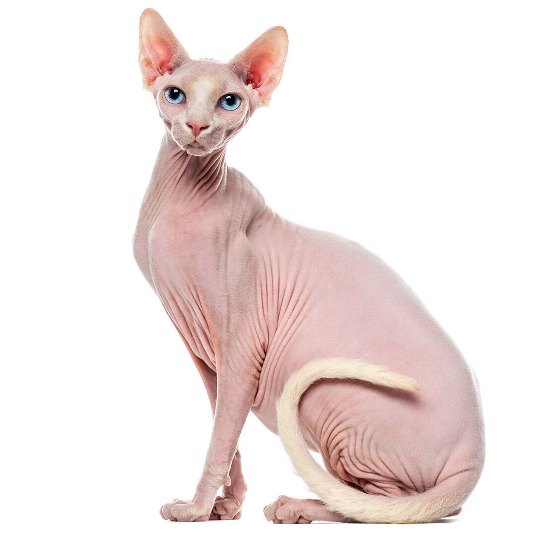 Sphynx chat race information Purina