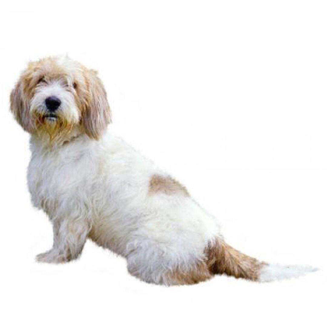 Basset Griffon Vendeen (Petit) hondenras