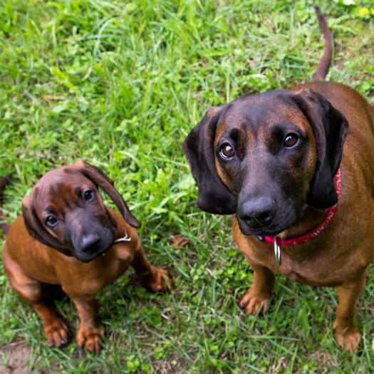 Deux chiens de montagne bavarois regardant le propriétaire