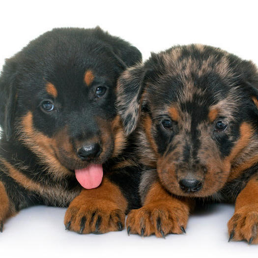 Twee Beauceron-puppy's