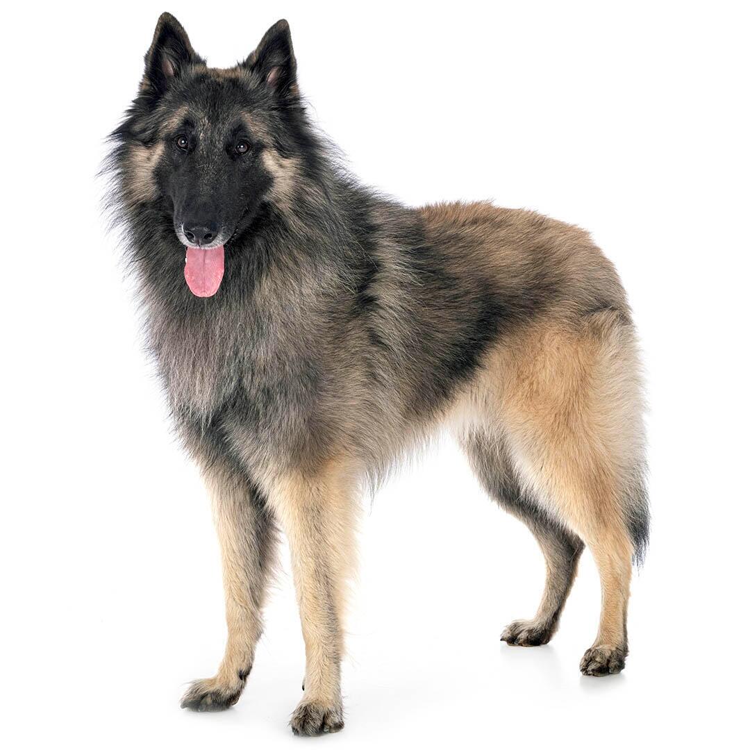 de-tervuerense-herder-alles-over-dit-hondenras-purina