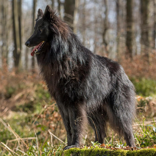 Belgische herder Groenendael in bos