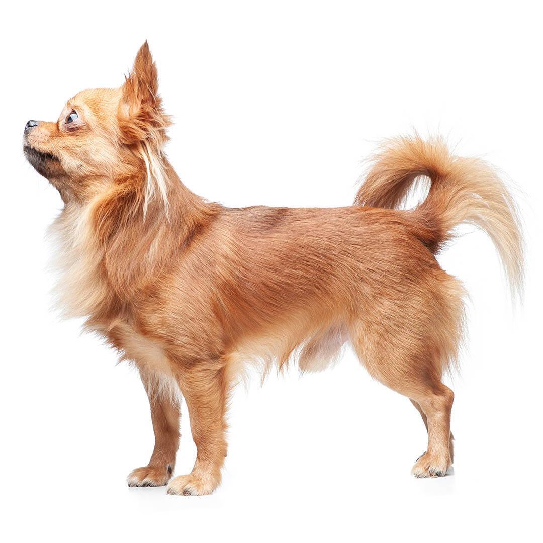 Race de chien Chihuahua (poil long)