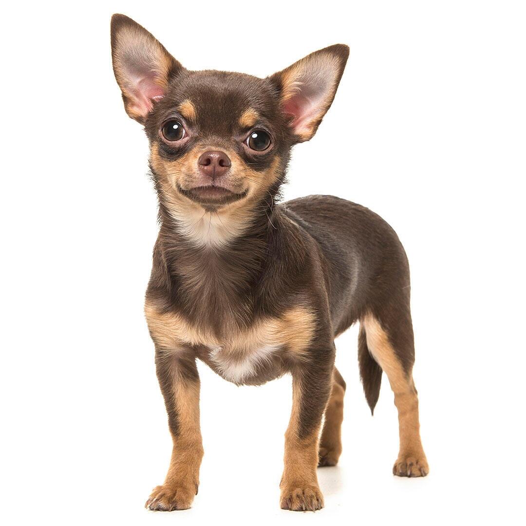 Race de chien Chihuahua (poil lisse)