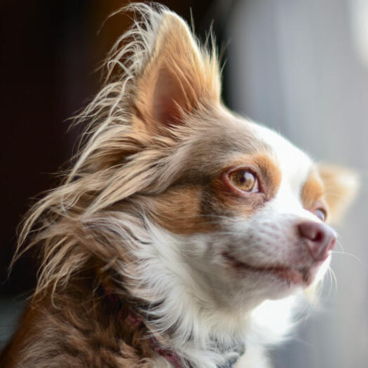Chihuahua brun à poil long regardant