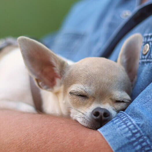 Chihuahua slaapt op iemands handen.