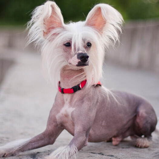 Chinese Crested Dog zit buiten