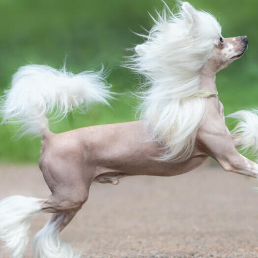 Chinese Crested Dog loopt buiten
