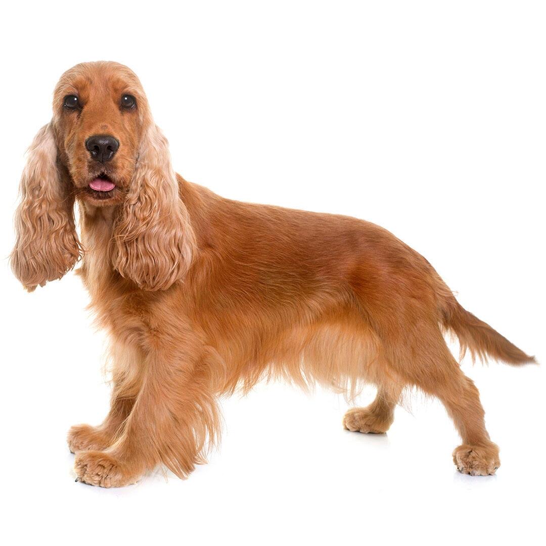 Cocker-spaniël (Engels) hondenras