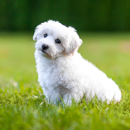 witte pluizige hond zittend op het gras