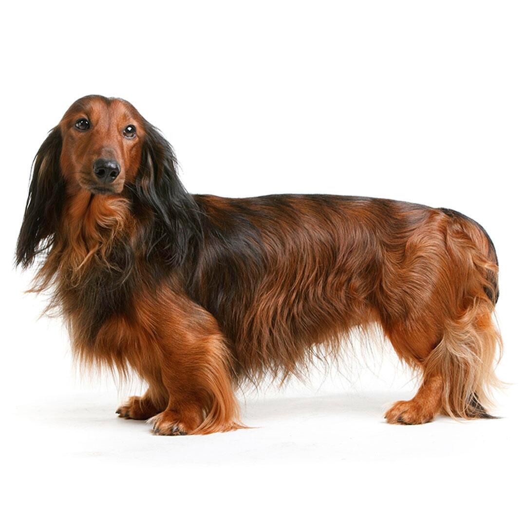 teckel-poil-long-chien-race-information-purina