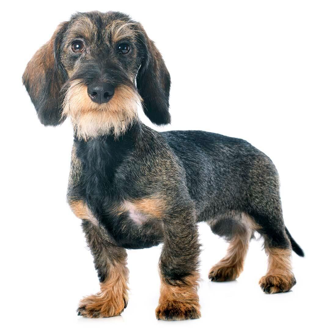 Teckel (miniatuur ruwharig) hondenras