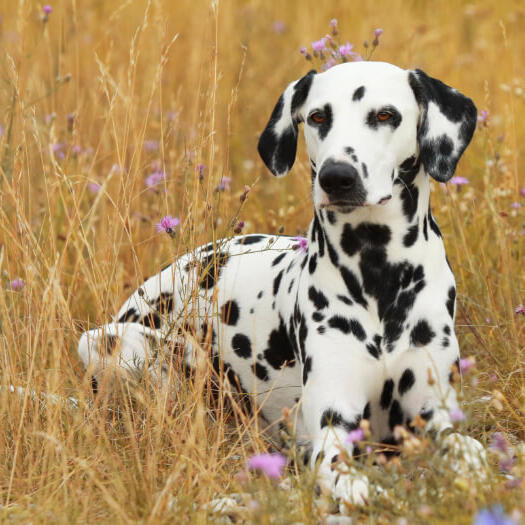 Dalmatische hondenras