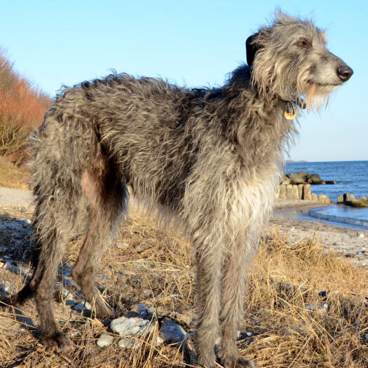 Deerhound gris debout sur la plage.