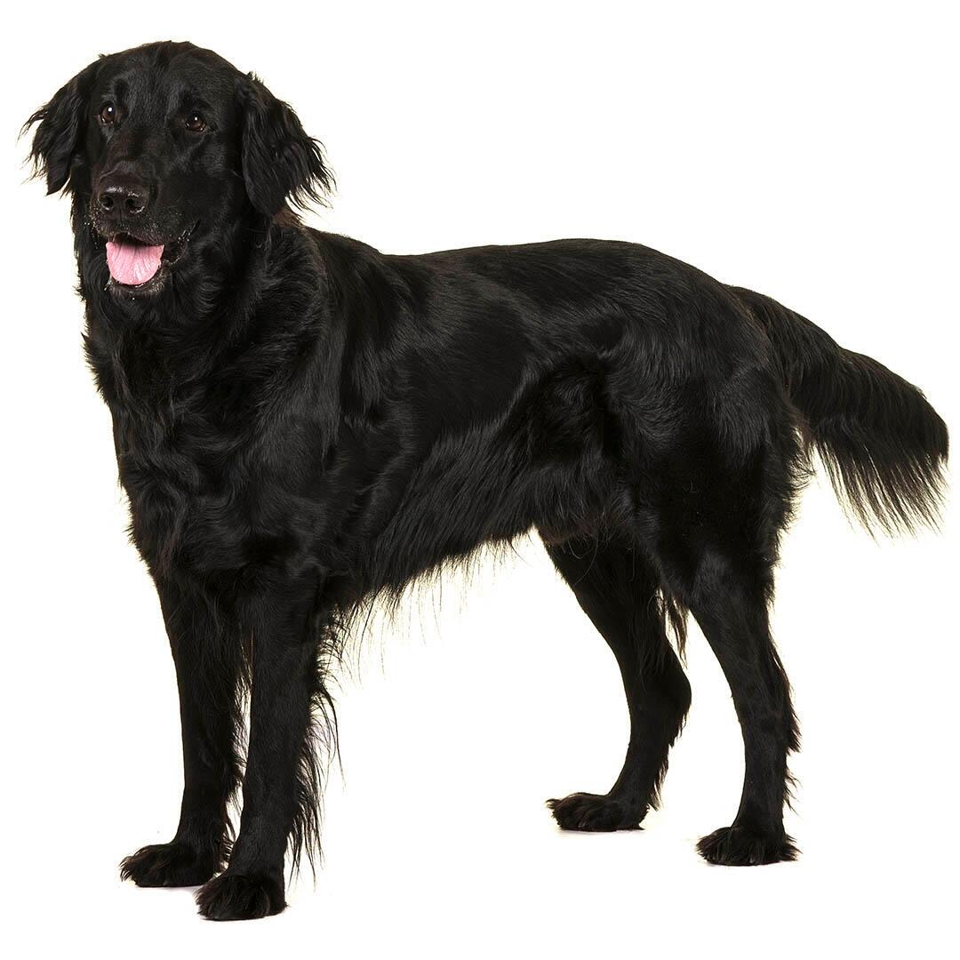 FlatCoated Retriever chien race information Purina