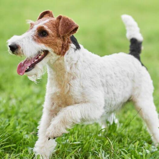Wire Coated Fox Terrier jouant sur l'herbe