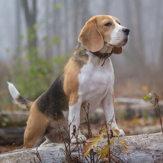 Beagle dans la forêt