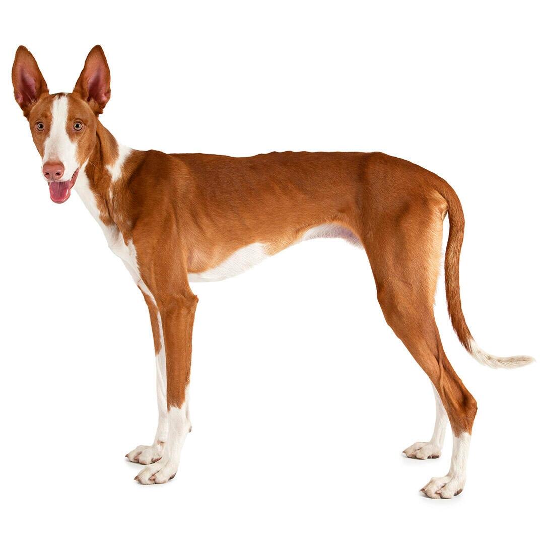 Ibizan Hound (korte/gladde vacht) hondenras