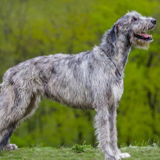 Irish Wolfhound se tient près de la forêt