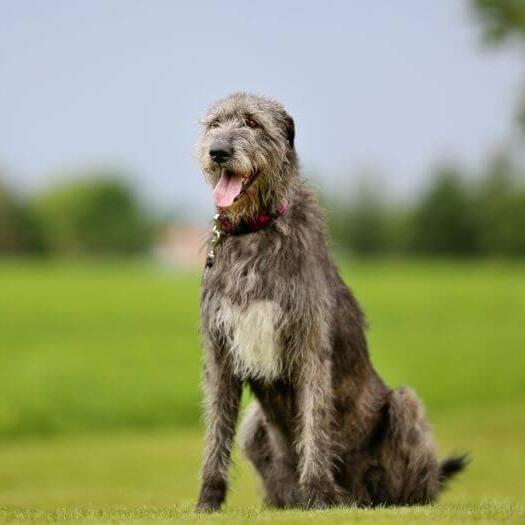 Irish Wolfhound est debout sur l'herbe par une chaude journée de printemps