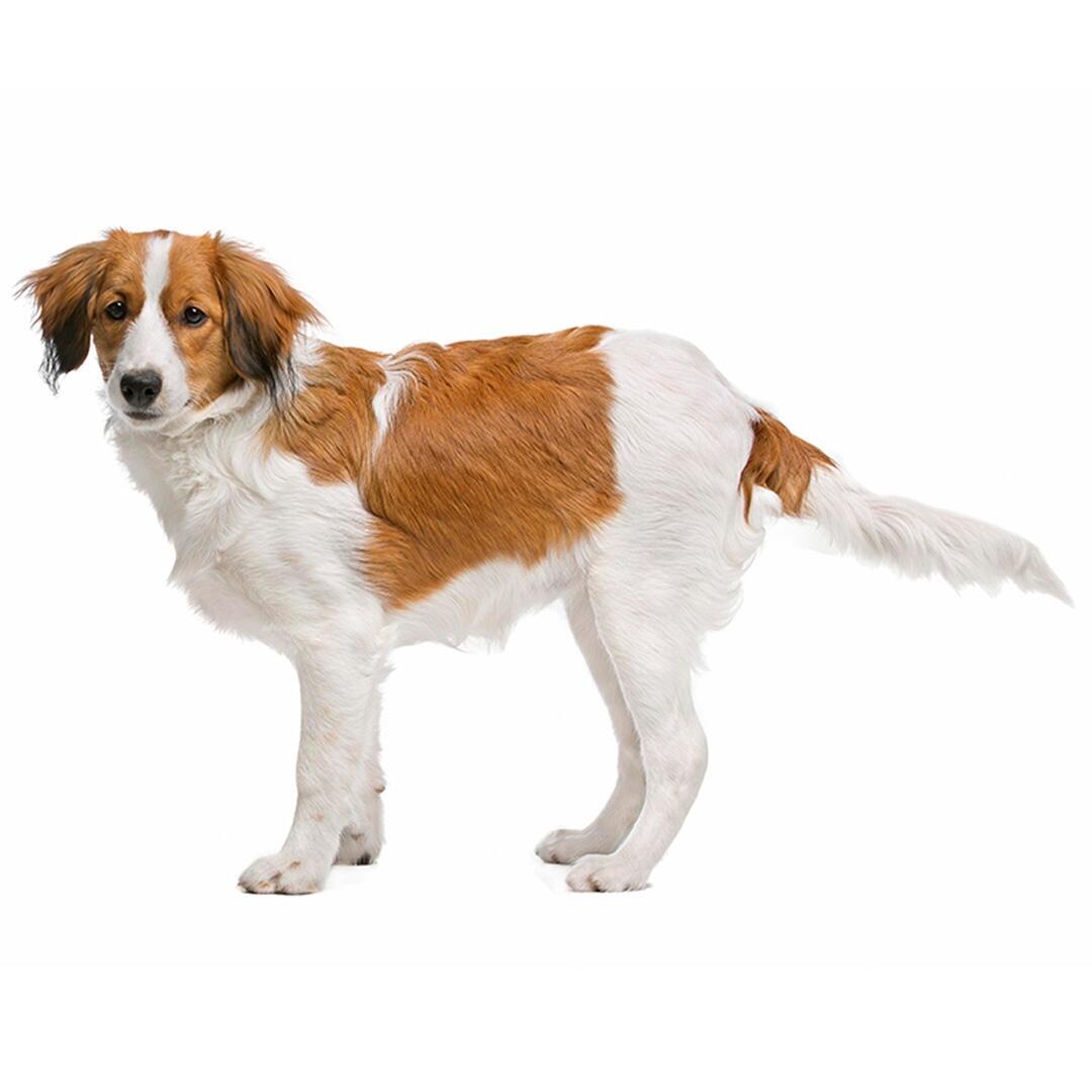 Kooikerhoundje hondenras