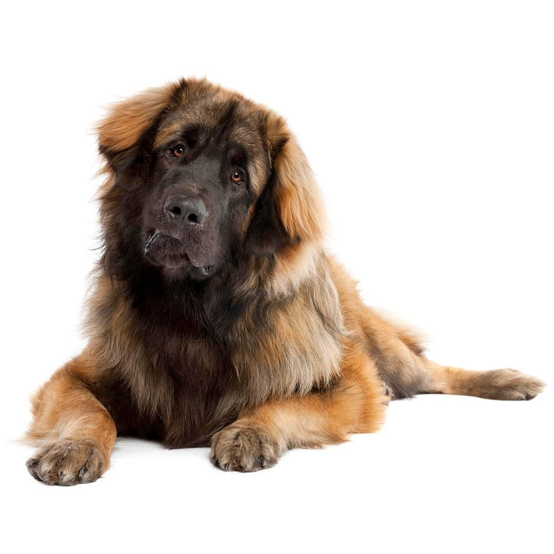 Leonberger hondenras