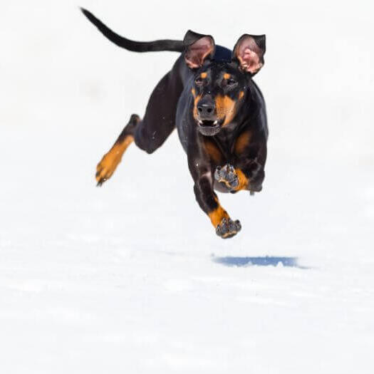 Hond loopt snel op een sneeuw