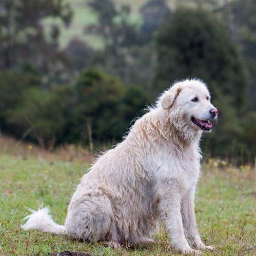 Le chien de berger de Maremma se tient près de la forêt