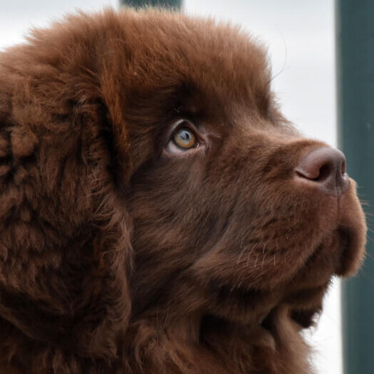 De bruine puppy van Newfoundland kijkt vooruit