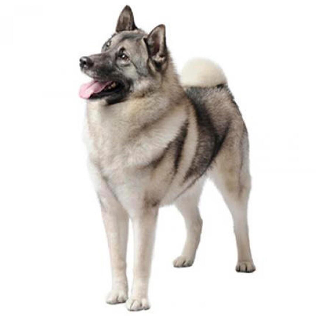 Noorse Elkhound hondenras