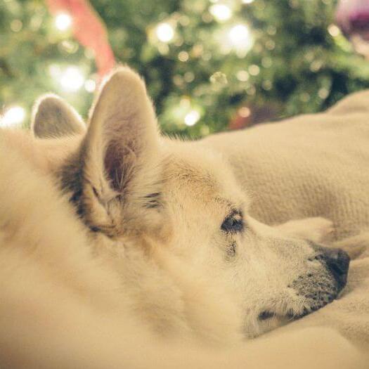 Le Buhund norvégien fait une sieste près du sapin de Noël