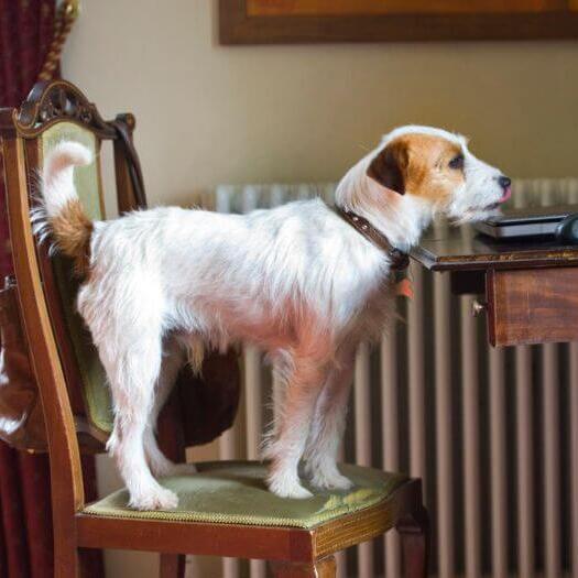Parson Russell Terrier op de stoel